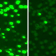 Image for article titled New "Programmable" Antibiotic Targets Drug-Resistant Genes